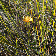 Xerochrysum palustre