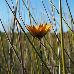 author not stated, no rights reserved Xerochrysum palustre, photograph author not stated, no rights reserved
