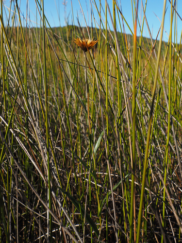 Xerochrysum palustre, photograph 3