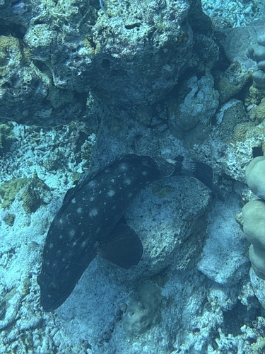 Whitespotted Grouper — seen at this dive site