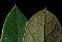 Quercus × succulenta