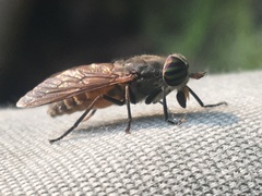 Hybomitra trepida