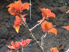 Hymenodictyon obovatum