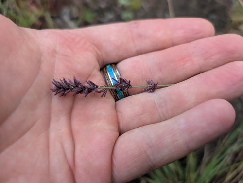 Eragrostis elongata observed 2025-03-21