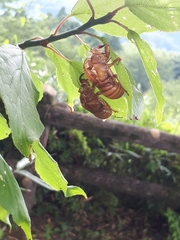 Graptopsaltria nigrofuscata