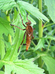 Diogmites basalis