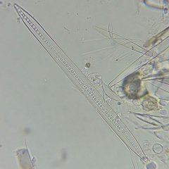 Bacillaria paxillifera