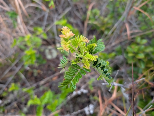 Osteomeles anthyllidifolia iNat (2)