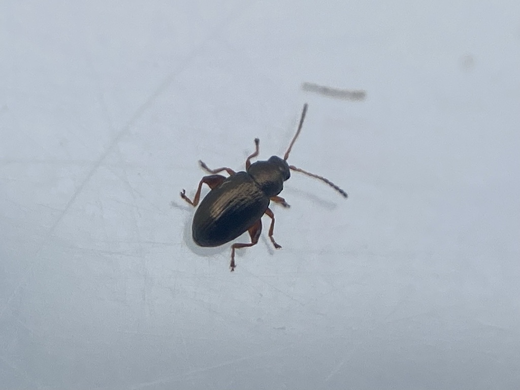 Raspberry Flea Beetle