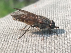 Hybomitra trepida