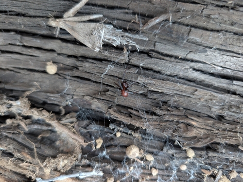 Black Cobweb Spider photo 6
