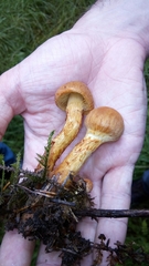 Cortinarius rubellus