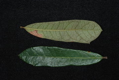 Quercus × succulenta