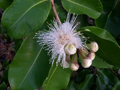 Syzygium suborbiculare