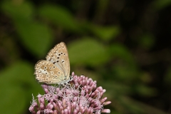 Polyommatus daphnis
