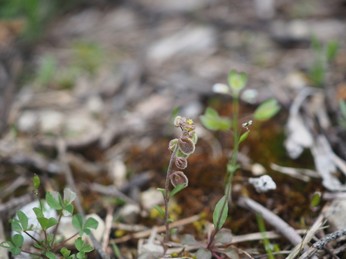 Image of Clypeola jonthlaspi by (c) Augustin Soulard, some rights reserved (CC BY)