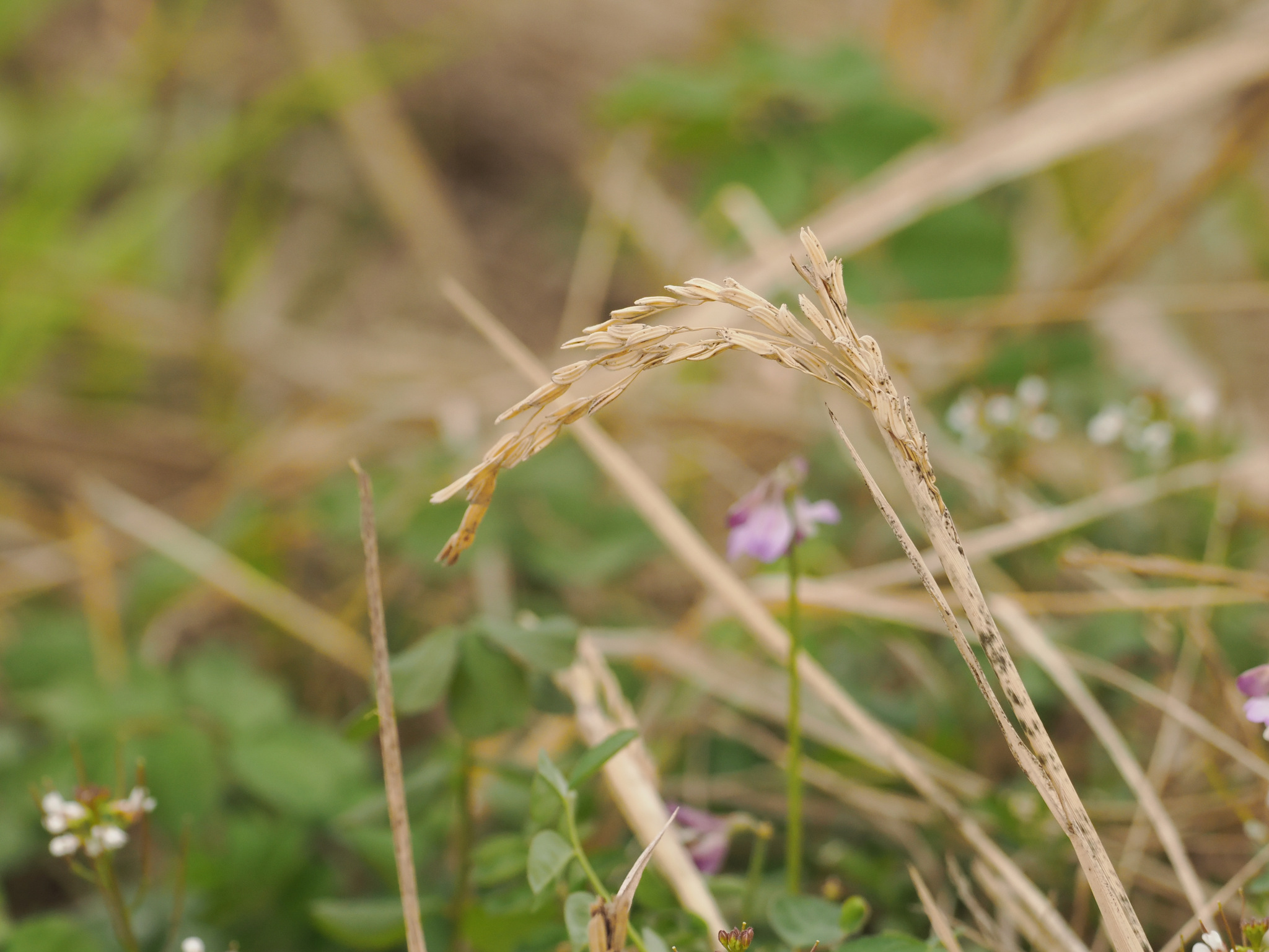 Oryza sativa