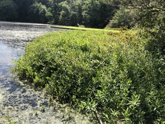 Decodon verticillatus