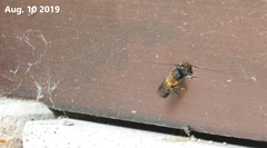 Callomegachile
