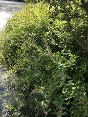 Decodon verticillatus