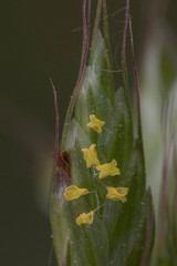 Bromus hordeaceus hordeaceus