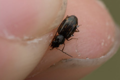 Bembidion fumigatum