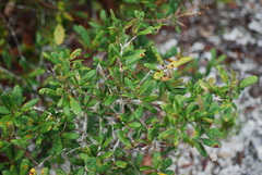 Quercus × succulenta