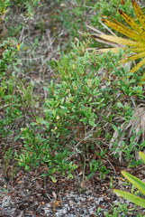 Quercus × succulenta