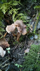 Craterellus undulatus