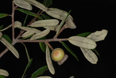 Quercus × succulenta