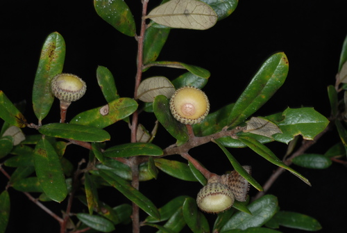 Quercus × succulenta