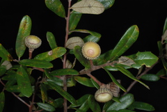 Quercus × succulenta