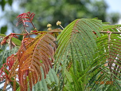 Albizia chinensis