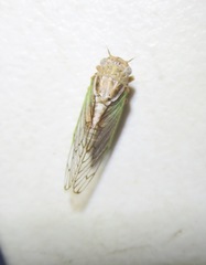 Beameria venosa