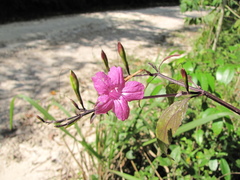 Ruellia pereducta