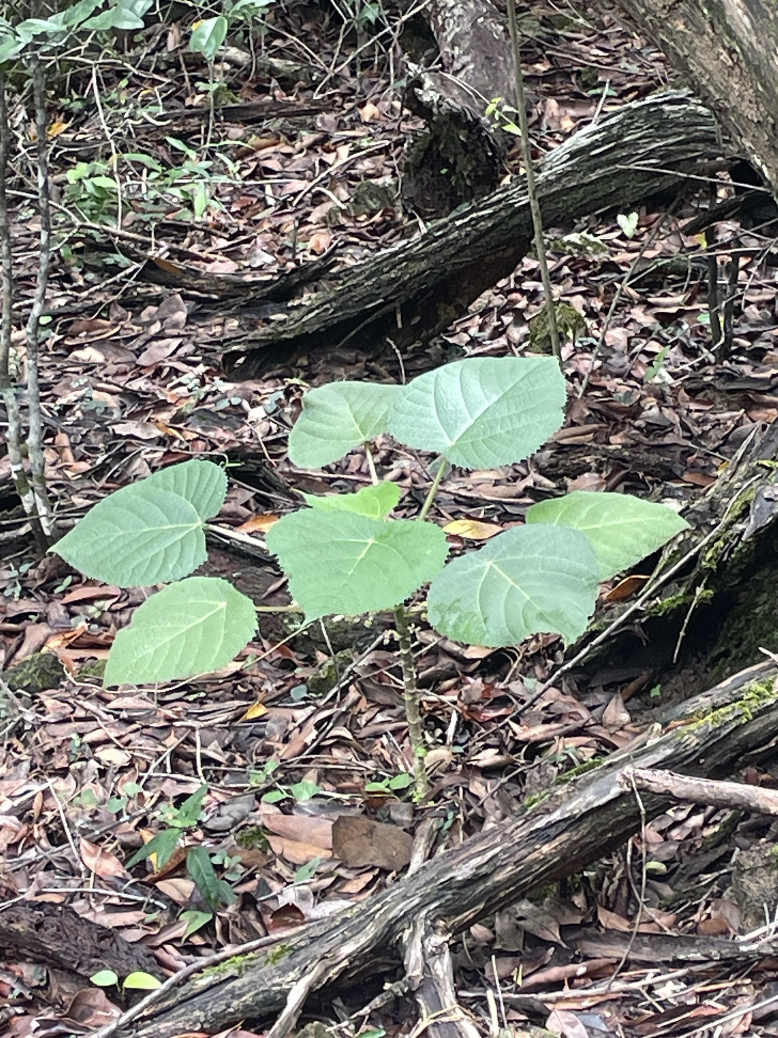 Imagem de Gympie-gympie