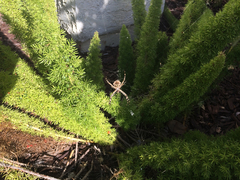 Argiope argentata