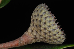 Quercus × succulenta