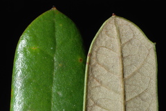 Quercus × succulenta