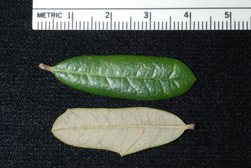Quercus × succulenta
