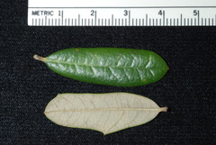 Quercus × succulenta