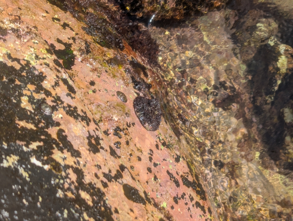 talcum limpet