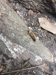 Eriotremex formosanus