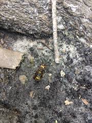 Eriotremex formosanus