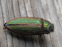 Buprestis intricata