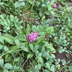 Trifolium parryi