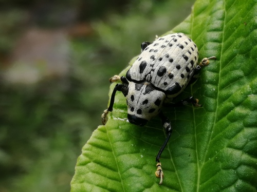 Cratosomus punctulatus (Coleoptera en Cosalá) · iNaturalist