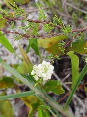 Polygonum dentoceras