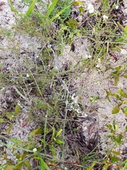 Polygonum dentoceras