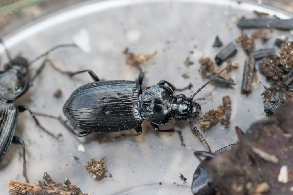 Bothriopterus